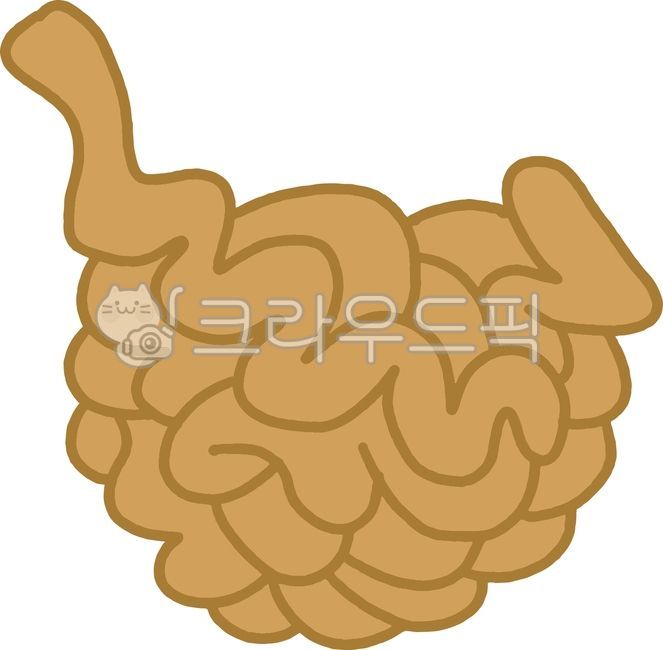 사람해부학적요소,소장,소화기관,소화,신체부위,위장관,인체,인체장기일러스트,인체해부학적요소,해부학,인체소화기관,위장,인체일러스트