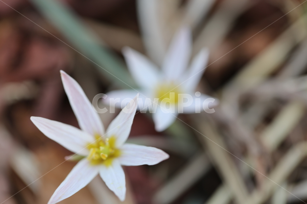 꽃,들꽃,풀,잎,자연,풍경,숲,산,들판,땅,배경,korea,tranditional,식물,자연,plants,nature,꽃,flower