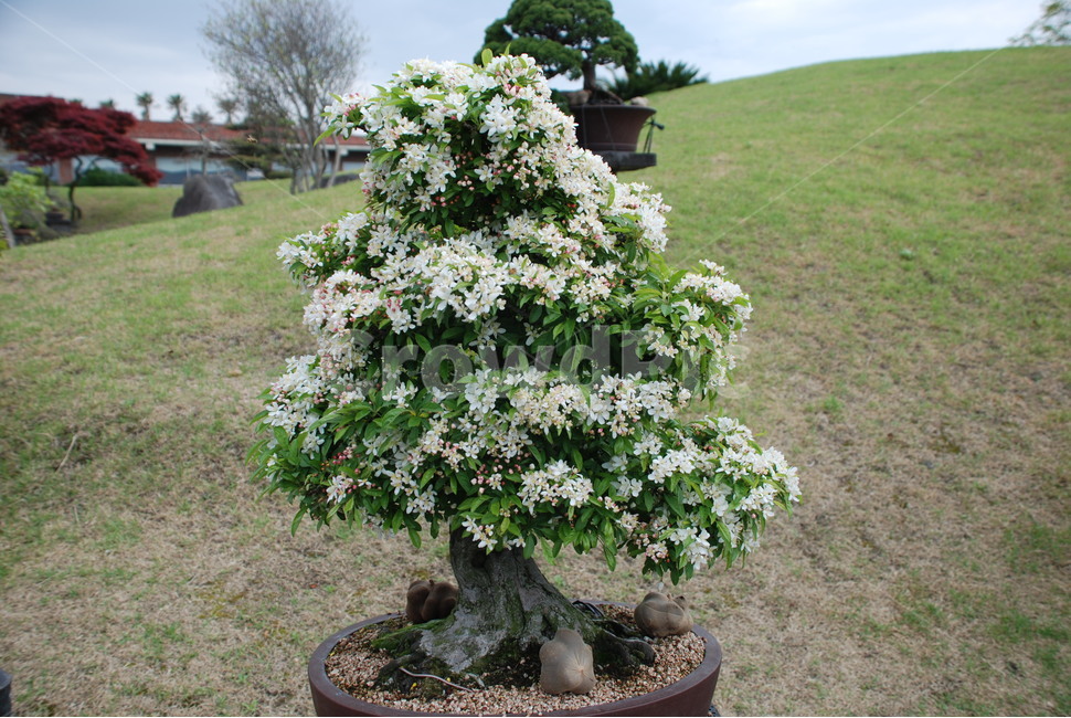애기사과,분재,사과나무,화분,화초,실내용화초,화분,화초,house plant