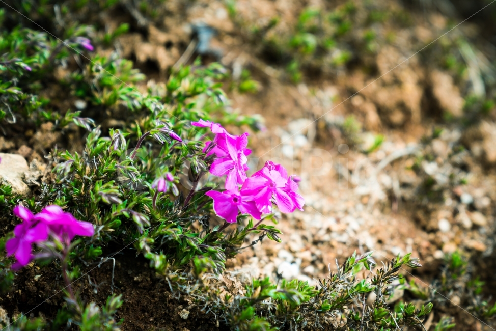 꽃,flower,자연,풍경,봄,식물,자연,plants,nature,꽃,flower