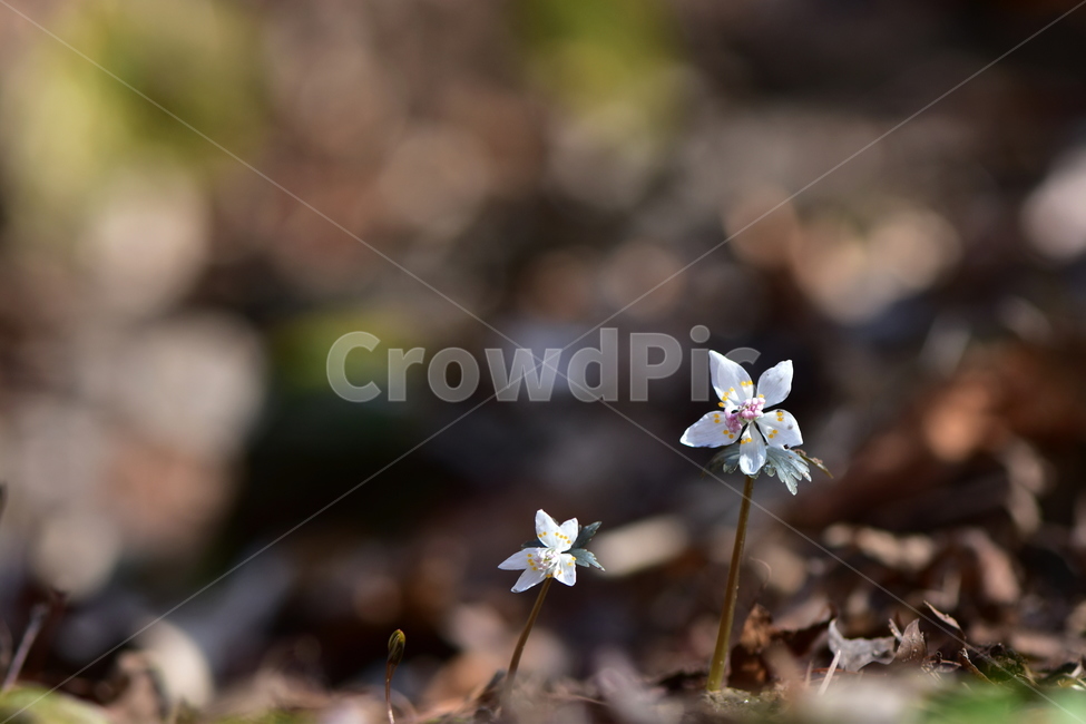 너도바람꽃,야생화,봄,꽃,풀꽃,자연,식물,식생,감성,힐링,plants,nature,spring,season,flower,emotion,feeling,흰색,초본,너도바람꽃속