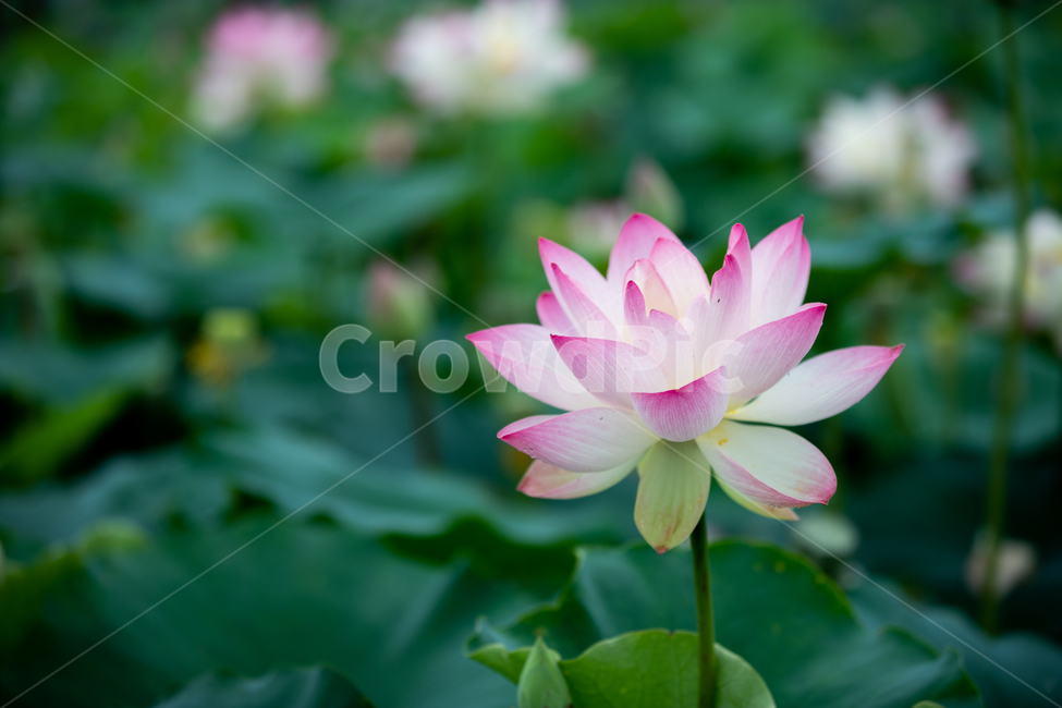 연꽃,여름,연잎,자연,풍경,꽃,flower