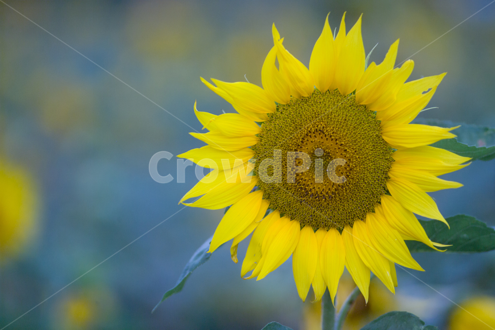 해바라기,꽃,접사,감성,감성사진,근접촬영,노랑,식물,자연,plants,nature,꽃,flower