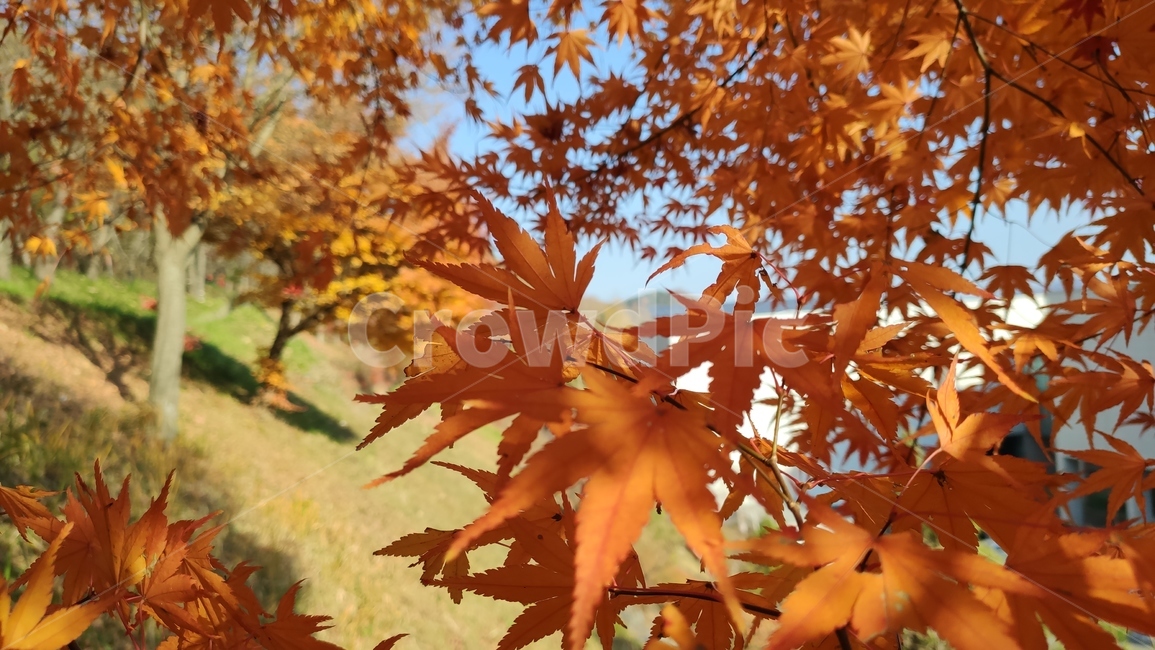 가을단풍,가을,엽록소,plant,식물,leaf,잎,tree,나무,maple,단풍,가을,계절,fall,autumn,season