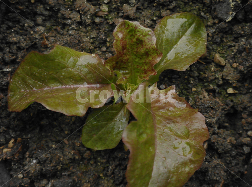 상추,채소,텃밭,어린,흙,음식,식물,자연,건강,채식,plant,nature