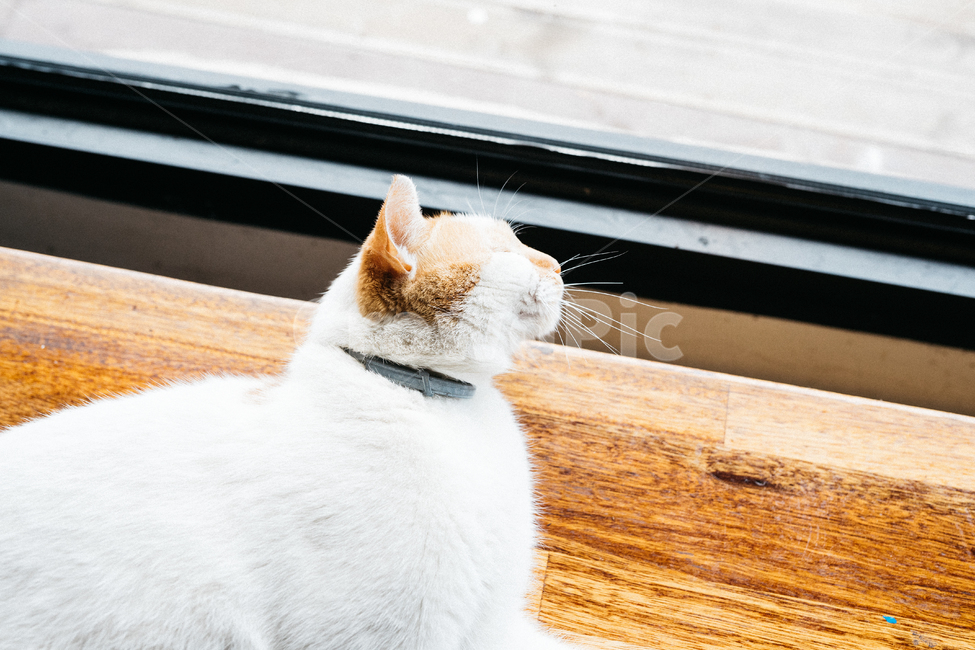 고양이,야옹이,냥,길냥이,꽃냥,동물,야옹,cat,캣,동물,animal,포유류,mammal,고양이,cat,kitten,kitty,감성,sensible,feeling