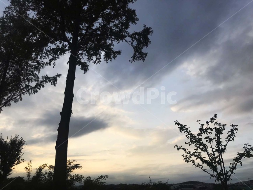 나무,하늘,구름,해질녘,저녁,노을,가을,자연,풍경,오후,나뭇잎,흐린날,plant,tree,역광