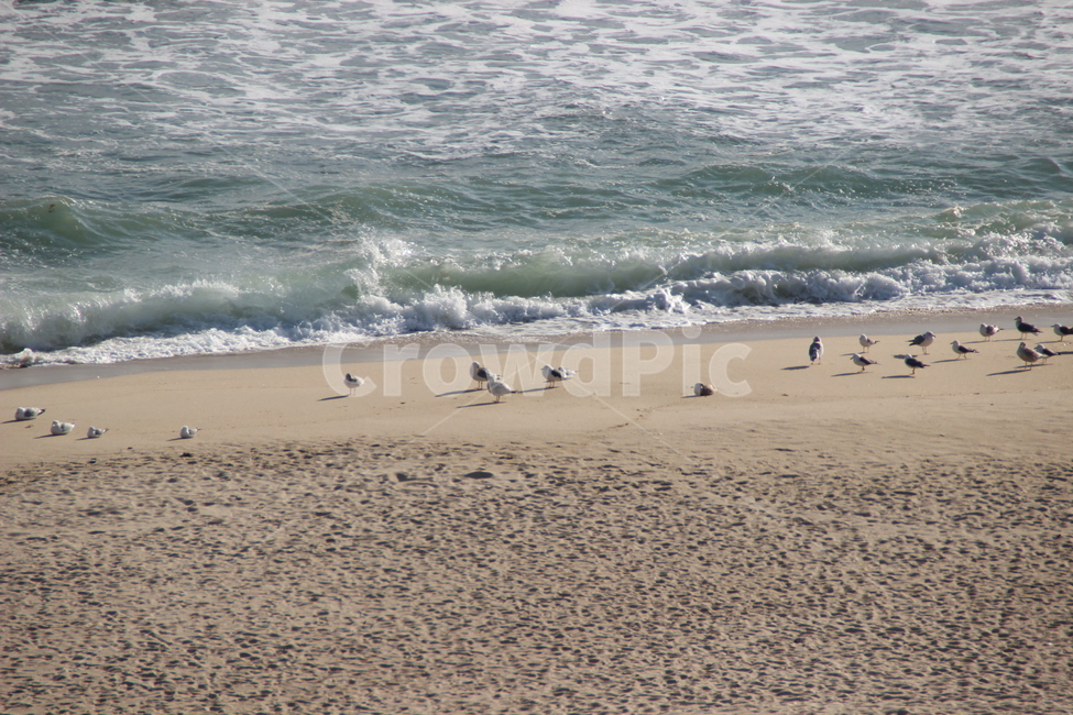 경포대,동해,바다,갈매기,파도,대한민국,한국,gyeongpodae,eastsea,sea,seagull,wave,republicofkorea,southkorea,자연,풍경,nature,landscape,해변,바다,beach,sea,동물,animal,조류,새,birds,ocean,대양,outdoors,옥외,water,물,bird,shoreline,해안선