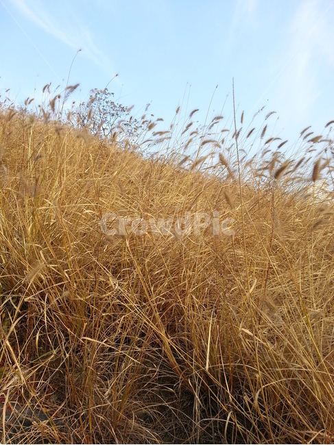 plant,식물,갈대,가을,풍경