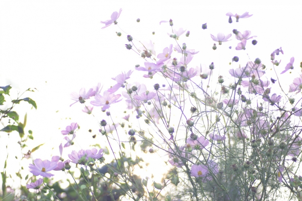 가을,꽃,flowers,풍경,코스모스,가을,계절,fall,autumn,season,식물,자연,plants,nature,꽃,flower,plant,blossom