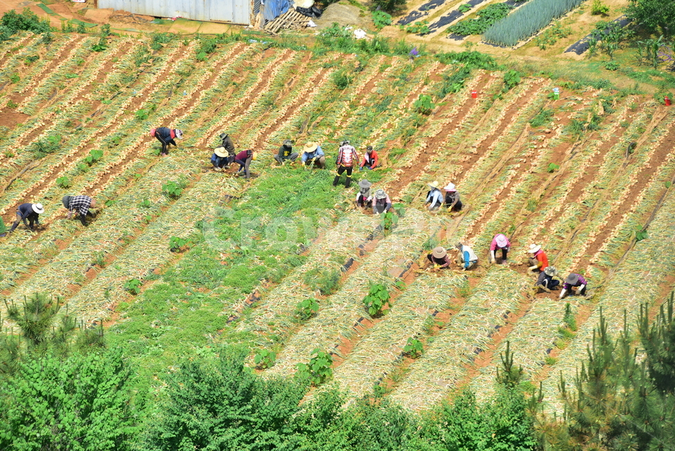 양파,양파수확,양파밭,사람,농부,작업자,양파농사,농사,농촌,밭,onionfield,farming,field,onion,산업,industry,industrial,농업,농사,agriculture,farming,farming industry