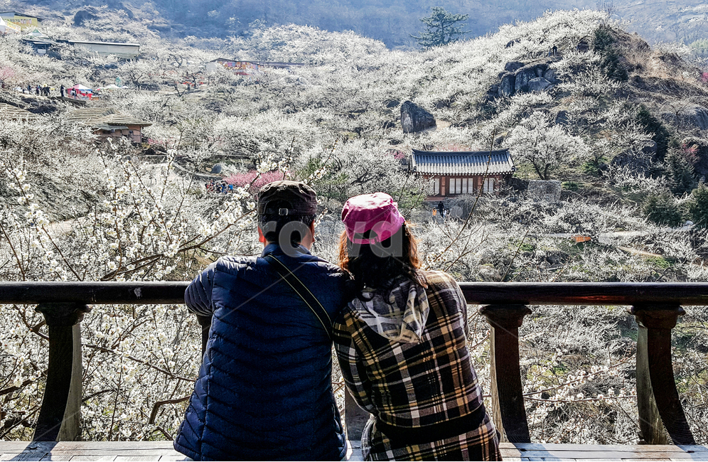 매화,봄,광양,풍경,정자,봄,계절,spring,season,사람,인물,인간,human,person,연인,커플,사랑,lover,couple