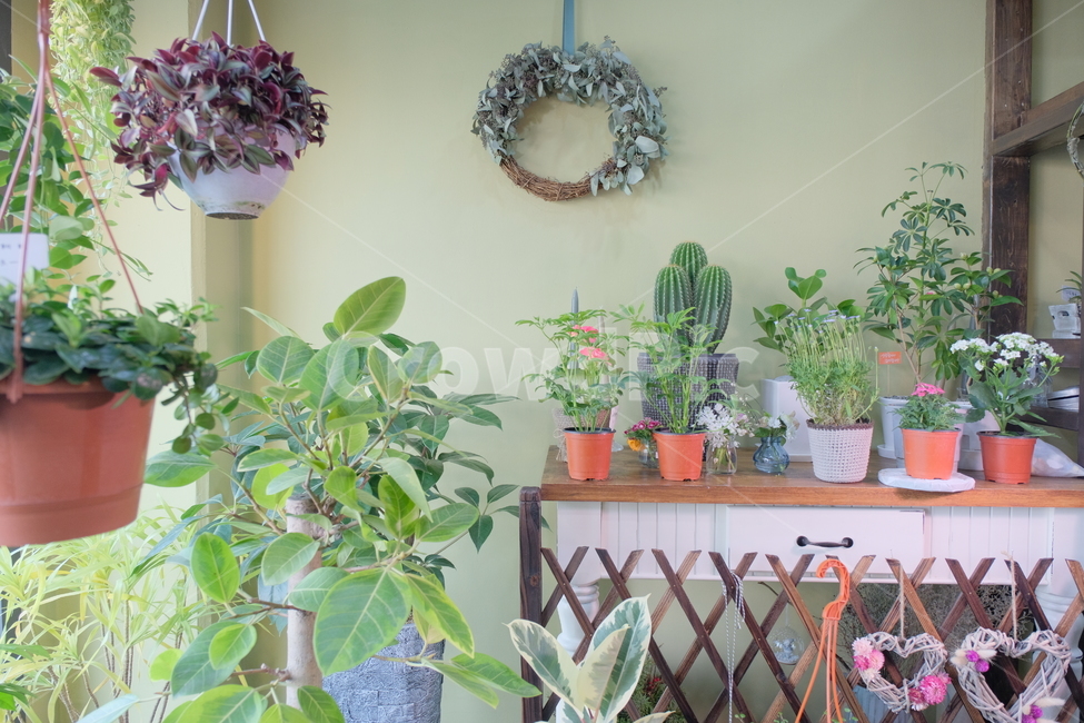plant,식물,화분,플라워샵,꽃가게,플렌테리어,planterior