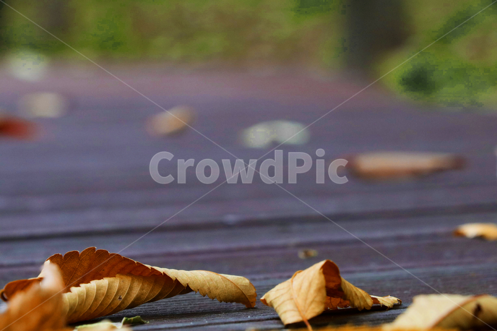 나뭇잎,마루,낙옆,가을,추락,가을,계절,fall,autumn,season,leaf,잎,plant,식물