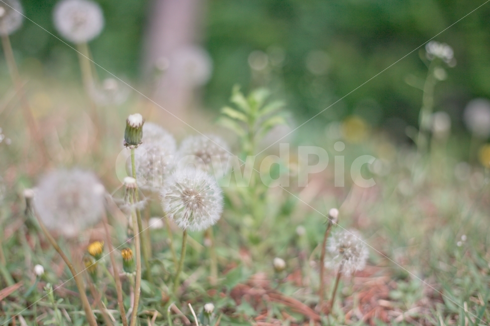 식물,민들레,풀,잔디,민들레홀씨,식물,자연,plants,nature,꽃,flower
