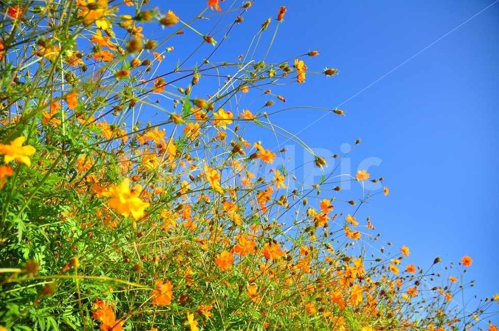 양주,나리공원,꽃밭,가을,하늘,주황색,꽃,park,flowers,garden,autumn,sky,orange,color,가을,계절,fall,autumn,season,식물,자연,plants,nature,꽃,flower