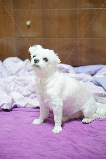 강아지,댕댕이,애완동물,애완견,개,pet,dog,animal,말티즈,마르티즈,말티스,마르티스,nature,동물보호,반려견,반려동물,동물,animal,포유류,mammal,개,강아지,dog,doggy