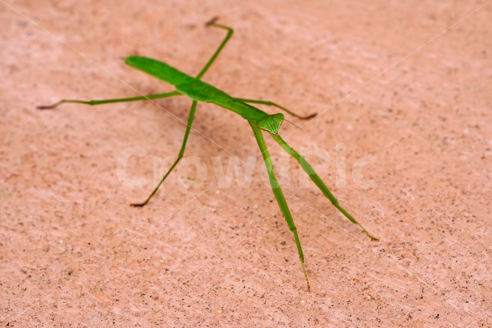 사마귀,곤충,벌레,동물,자연,animal,nature,praying,insect,bug,무법자,접사,macro,여름,summer,마크로,근접촬영,생명,신비,생태,생태계,환경,green,그린,스냅,스냅사진,스넵,스넵사진,snap,snapshot,한국자연,한국의자연,풍경,landscape,동물,animal,곤충,벌레,insect,bug
