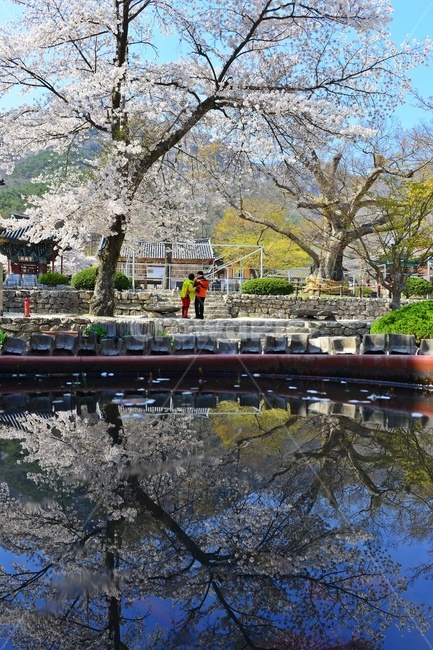 nature,자연,landscape,경치,outdoors,옥외,scenery,풍경,봄,계절,부안,내소사,벚꽃,사찰,불교,절,반영,연못