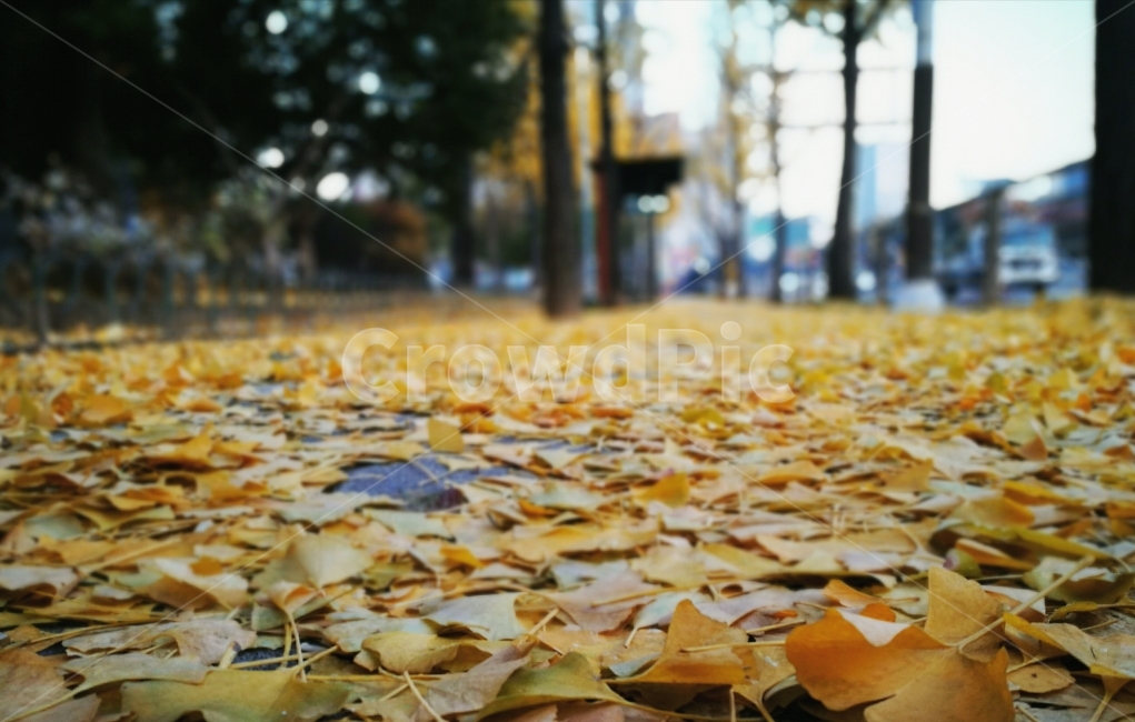 낙옆,단풍잎,가을,바닥,포스트잇,가을,계절,fall,autumn,season,leaf,잎,plant,식물,tree,나무