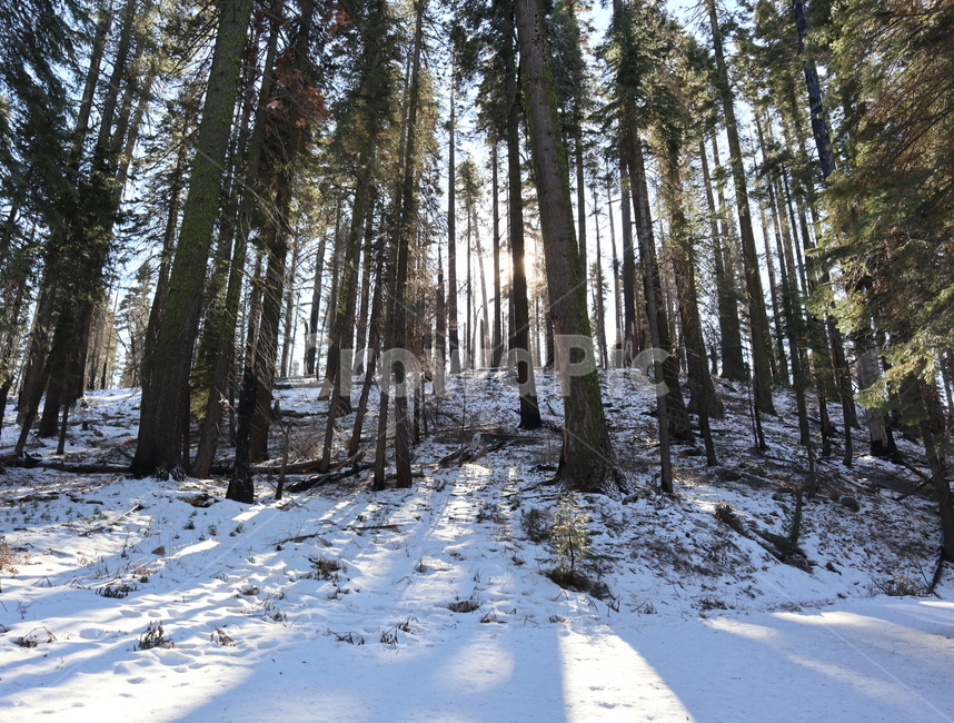 plant,식물,tree,나무,햇빛,겨울,계절,winter,season,나무,trees,wood