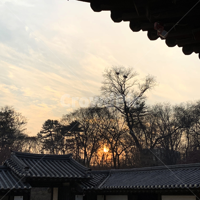 창경궁,궁궐,한국,전통,기와,하늘,노을,지붕,고궁,기와집,한옥,가을,처마,조선,역사,코리아,나무,해질녘,서울,충경,seoul,korea,tree
