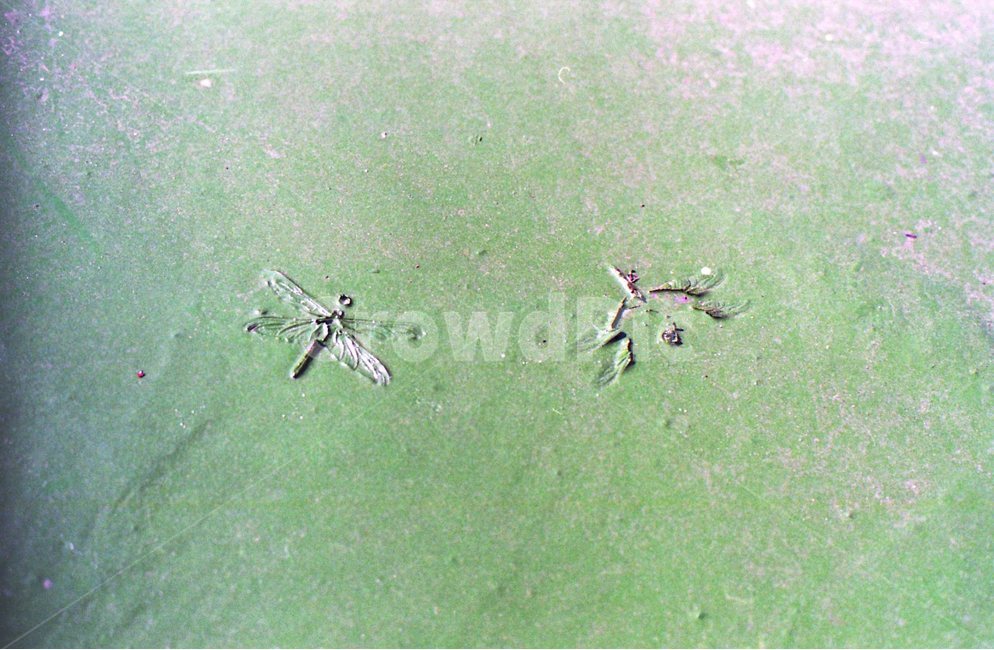 감성,35mm,필름,잠자리,여름,옥상