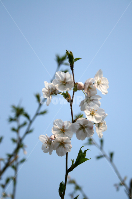 벚꽃,봄,봄날,감성,spring,flower,풍경,식물,꽃,분홍색,봄,계절,spring,season,식물,자연,plants,nature,꽃,flower,plant,blossom,geranium,제라늄