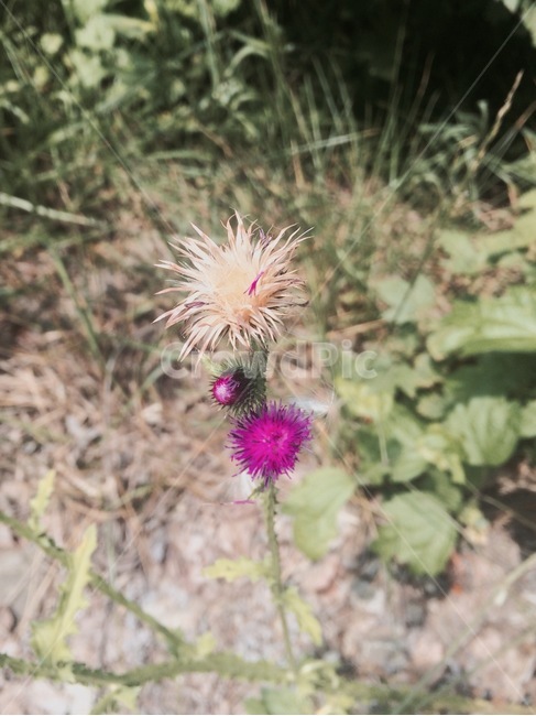 꽃,자연,식물,flower,nature
