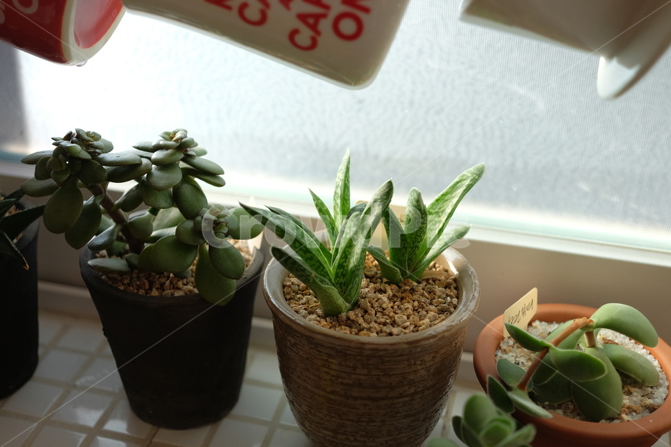 식물,plant,선인장,다육이,화분,창가,식물,자연,plants,nature