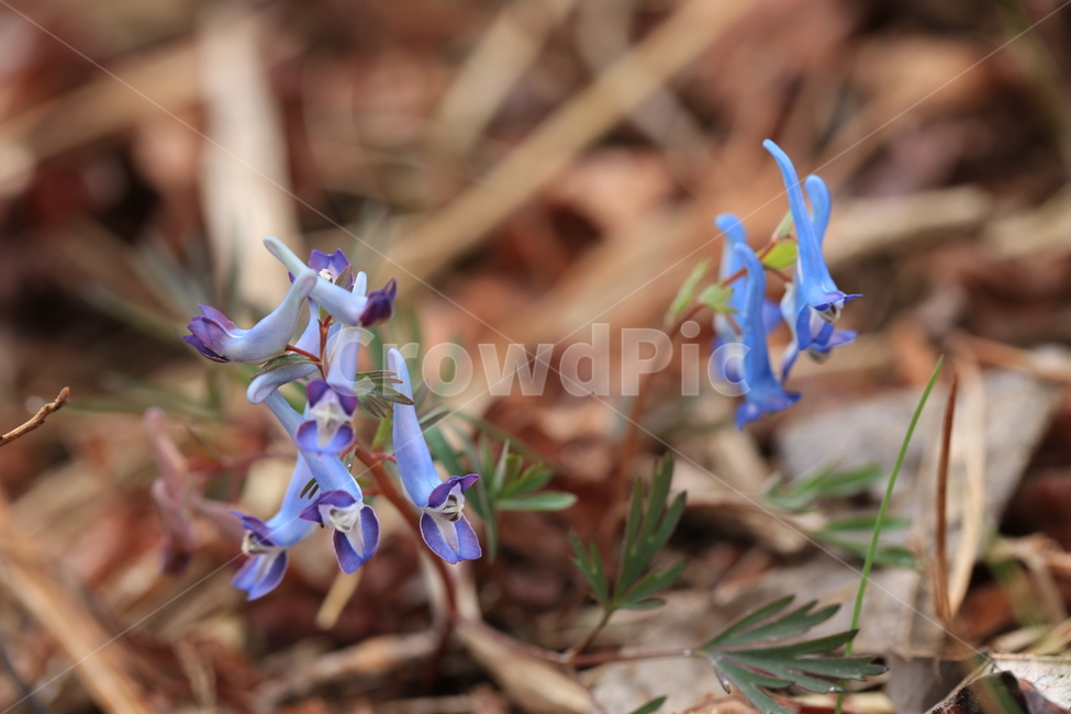 야생화,들꽃,꽃,현호색,봄,식물,자연,plants,nature,꽃,flower