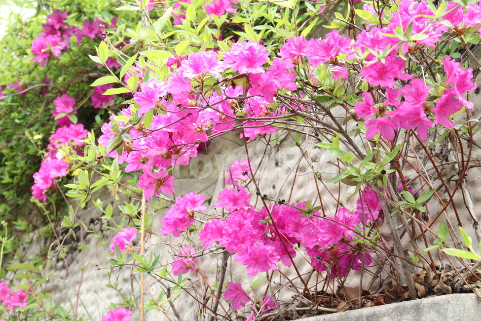 철쭉,봄꽃,봄,꽃,분홍철쭉,자연,계절,flower,royalazalea,natuer,식물,자연,plants,nature,꽃,flower