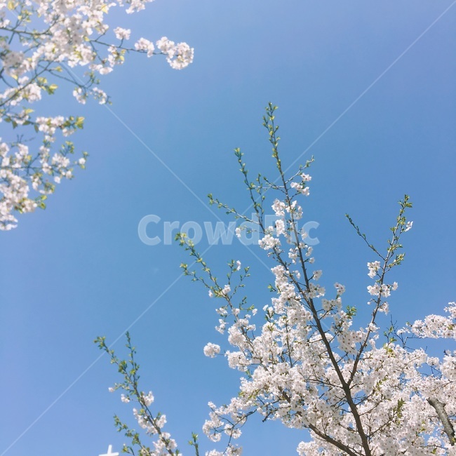벚꽃,하늘,봄,파란,맑은