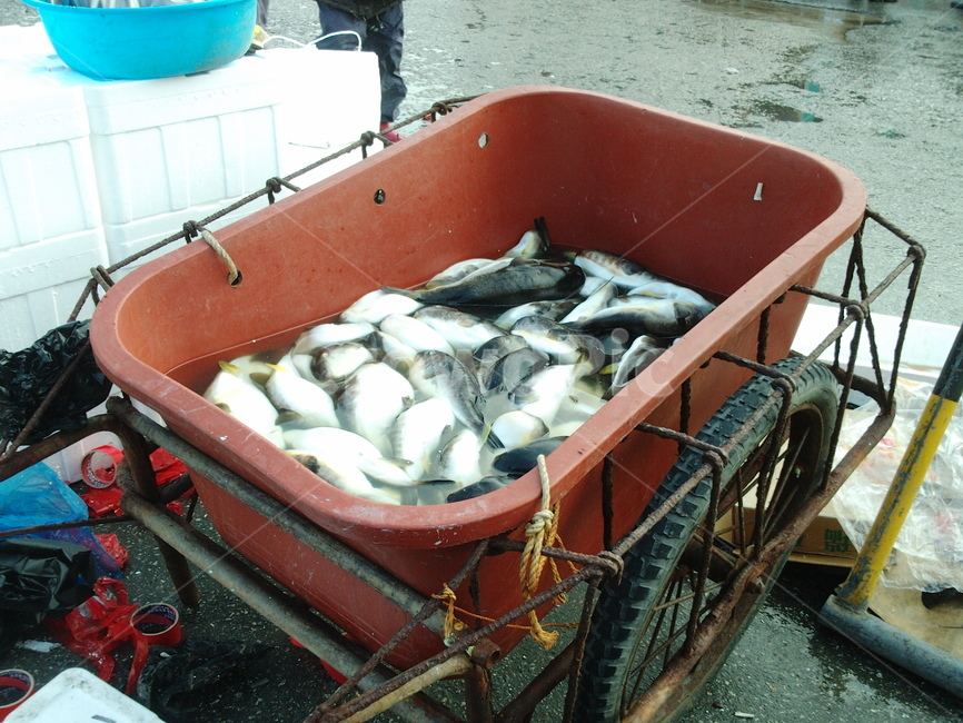 수산시장,복어,리어카,물고기,생선,시장,마트,마켓,market,mart,market place,음식,식재료,요리,food,cook,meal,dishes,food reserves,수산물,해산물,fishery products,seafood