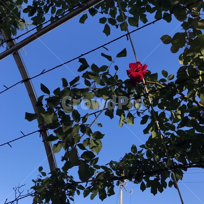 장미,한송이,꽃,하늘,혼자핀꽃,장미덩쿨