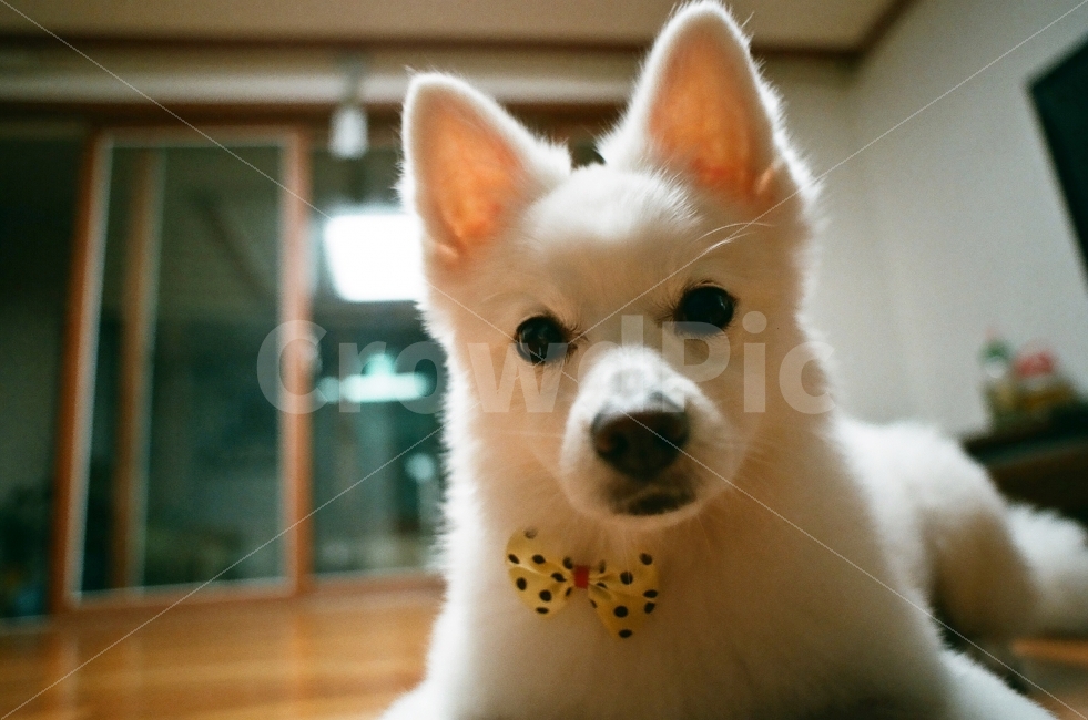 스피츠,제페니스스피츠,재패니스스피츠,강아지,애견,필름사진,동물,animal,포유류,mammal,개,강아지,dog,doggy