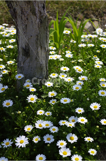 식물,flower,plants,nature,꽃,꽃봉오리,꽃밭,color,식물,자연,plants,nature,꽃,flower