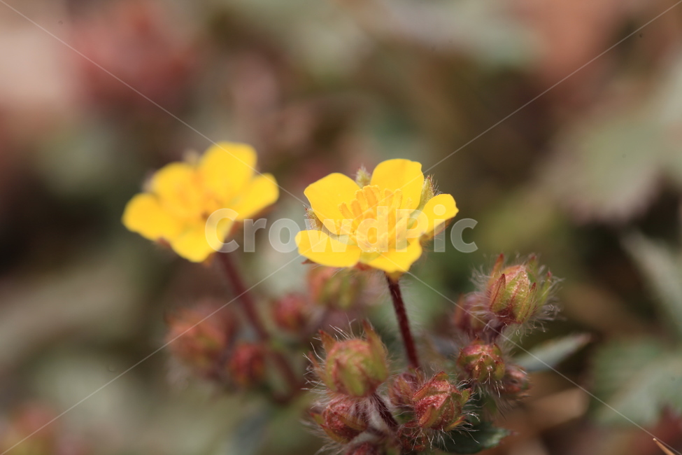 plant,식물,꽃,flower,양지꽃,노란꽃,야생화,들꽃,꽃망울,개화,봄꽃
