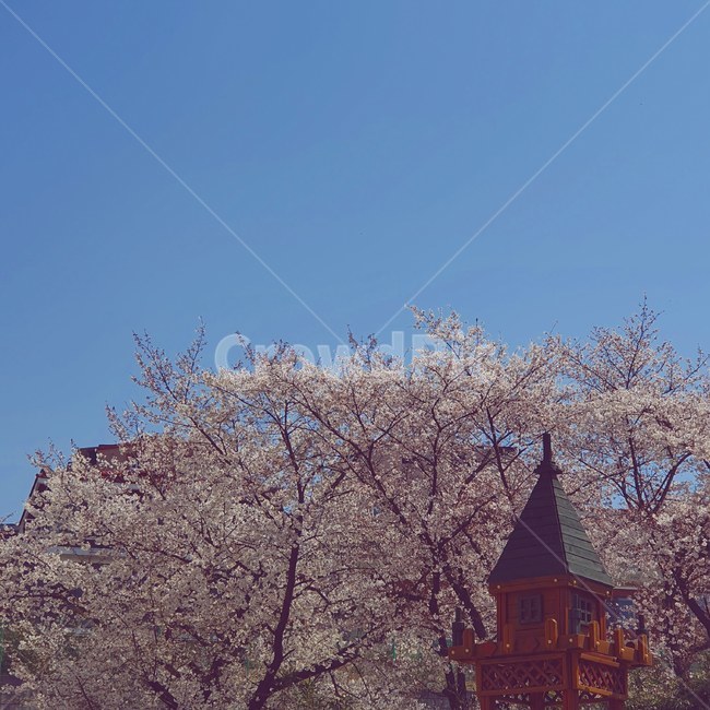 벚꽃,감성,하늘,봄,어린이,자연