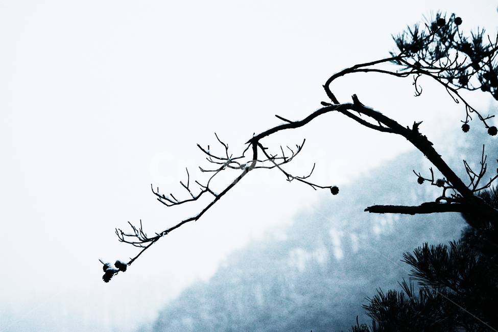 나무,겨울,눈,하늘,산,강,새,고요,아침,경관,자연,풍광,nature,landscape,한국자연풍경,한자연경관,koreanaturelandscape,감성,감정,sensible,feeling,emotion,계절,season,마을,rural,한국전통,한국문화,koreatraditional,koreaculture,plant,trees,wood,식물,자연,plants,nature,나무,trees,wood,실루엣,그림자,silhouette,shadow