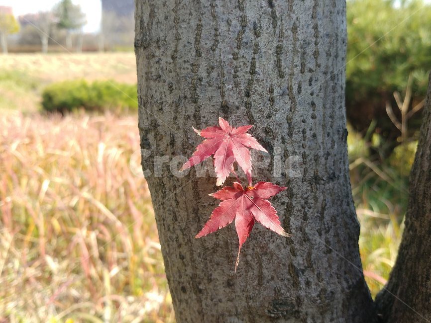단풍,가을단풍,가을,엽록소,maple,plant,식물,leaf,잎,tree,나무,가을,계절,fall,autumn,season