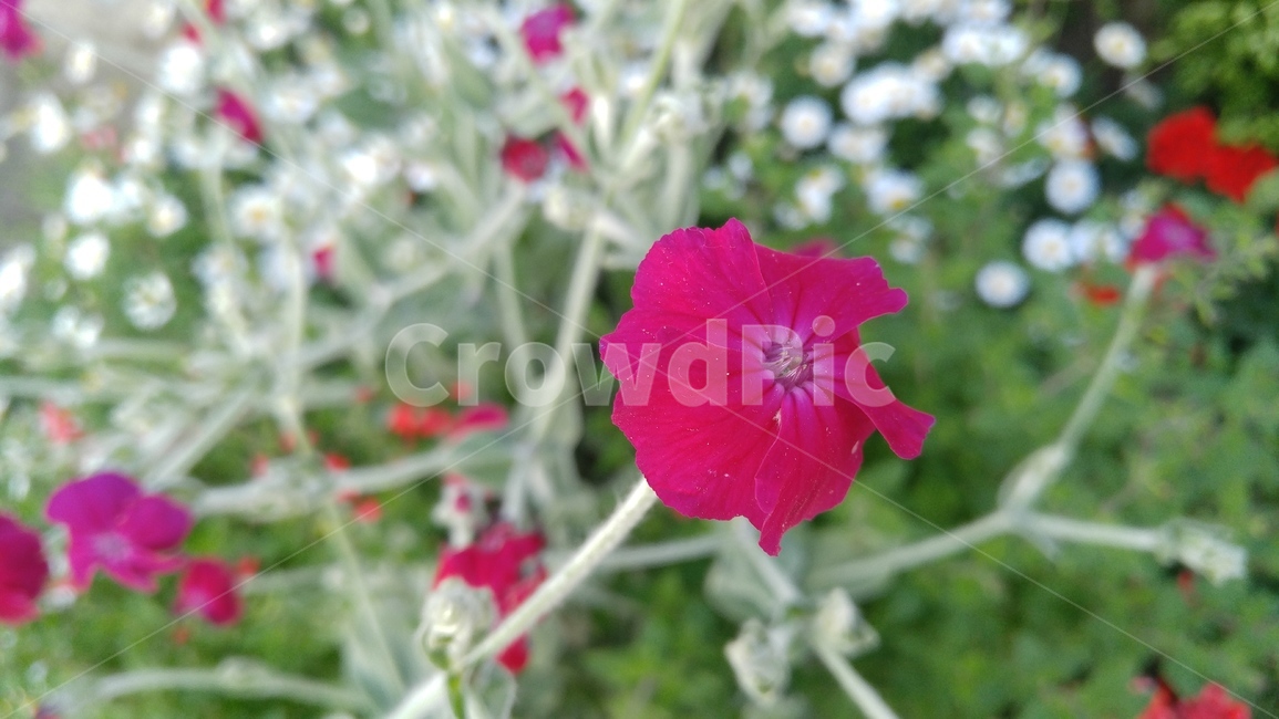 꽃,붉은꽃,식물,녹색,배경,감성,계절,flower,redflowers,flants,green,background,emotional,season