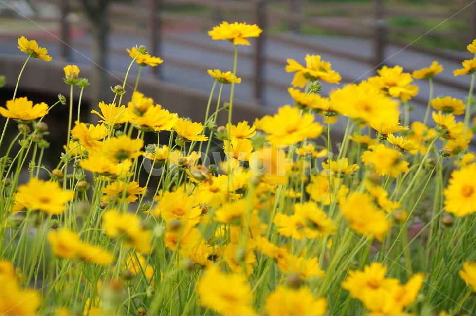 금계국,노랑색,꽃,풍경,봄,맑음,식물,자연,plants,nature,꽃,flower