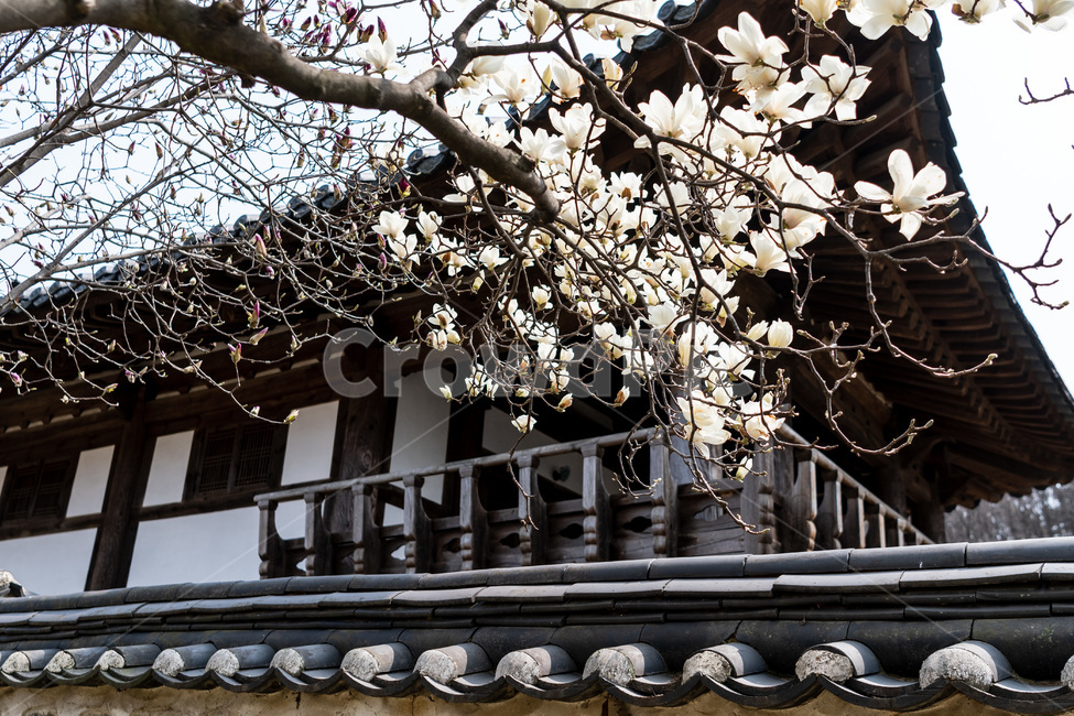 벚꽃,봄,사쿠라,벚꽃나무,꽃,봄꽃,봄,계절,spring,season,한국전통,한국문화,korean traditional,korean culture,건축물,건물외관,exterior,building,structure,architecture,construction,plant,식물