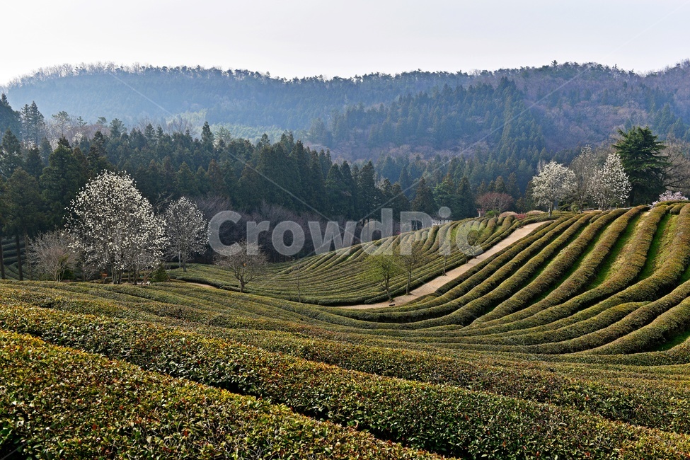 전남,보성,대한다원,녹차밭,녹차,차잎,목련,봄,계절,다원,nature,자연,outdoors,옥외,경치,경관,풍경,person,사람,human,인간,자연,풍경,nature,landscape,한국자연풍경,한국자연경관,korea nature landscape