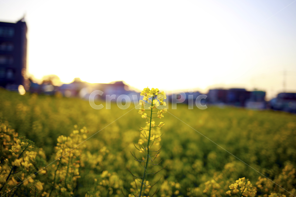 제주도,봄,유채,노랑,봄날,꽃,봄,계절,spring,season,식물,자연,plants,nature,꽃,flower,휴식,힐링,rest,relaxation,healing,field,들