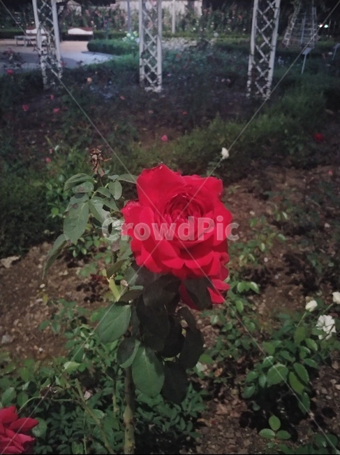 장미,꽃,한송이,장미꽃,빨간장미,식물,자연,plants,nature,꽃,flower