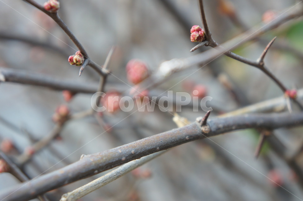 꽃봉오리,나뭇가지,겨울,봄,plant,식물,blossom,sprout,새싹,flower,꽃,bud,싹,봄,계절,spring,season