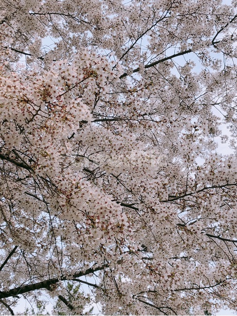 벚꽃,봄,꽃놀이,꽃나무,핑크,블로썸,하늘,자연,봄,계절,spring,season,plant,식물,flower,꽃,blossom