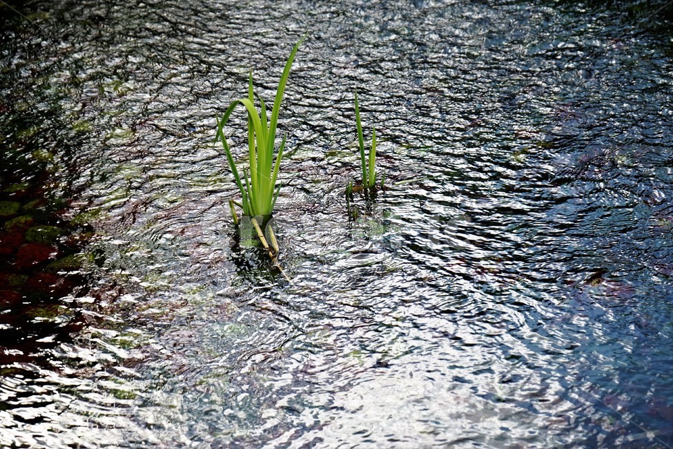 수초,공원,연못,호수,녹색,물,옥외,outdoors,nature,자연,식물,자연,plants,nature